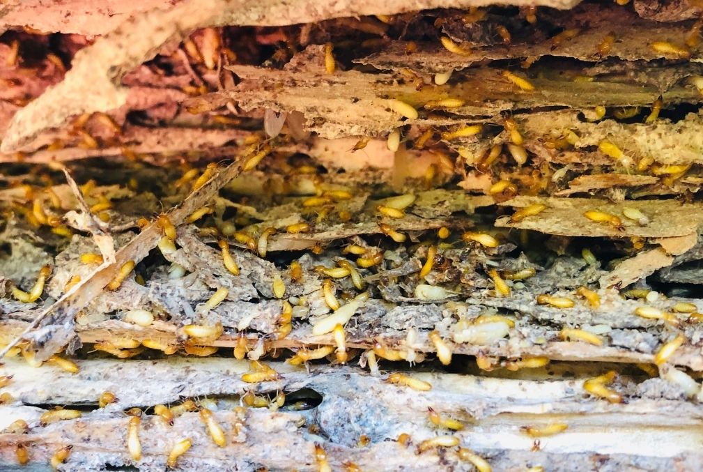 Termite Prevention Tips For Your Trees Trees Down Under