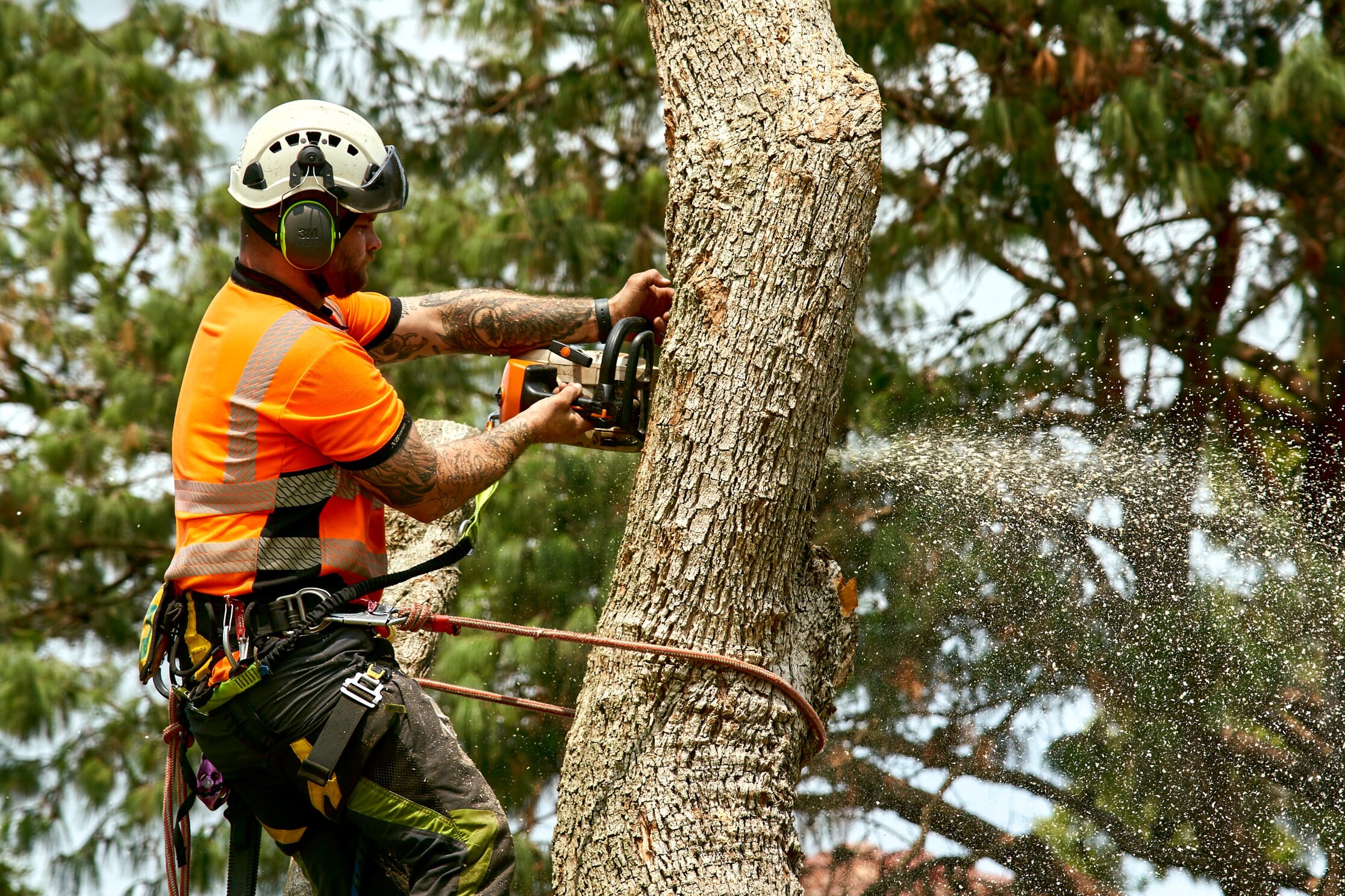 Timber Troopers: A Guide to Top Tree Felling Services – Telegraph