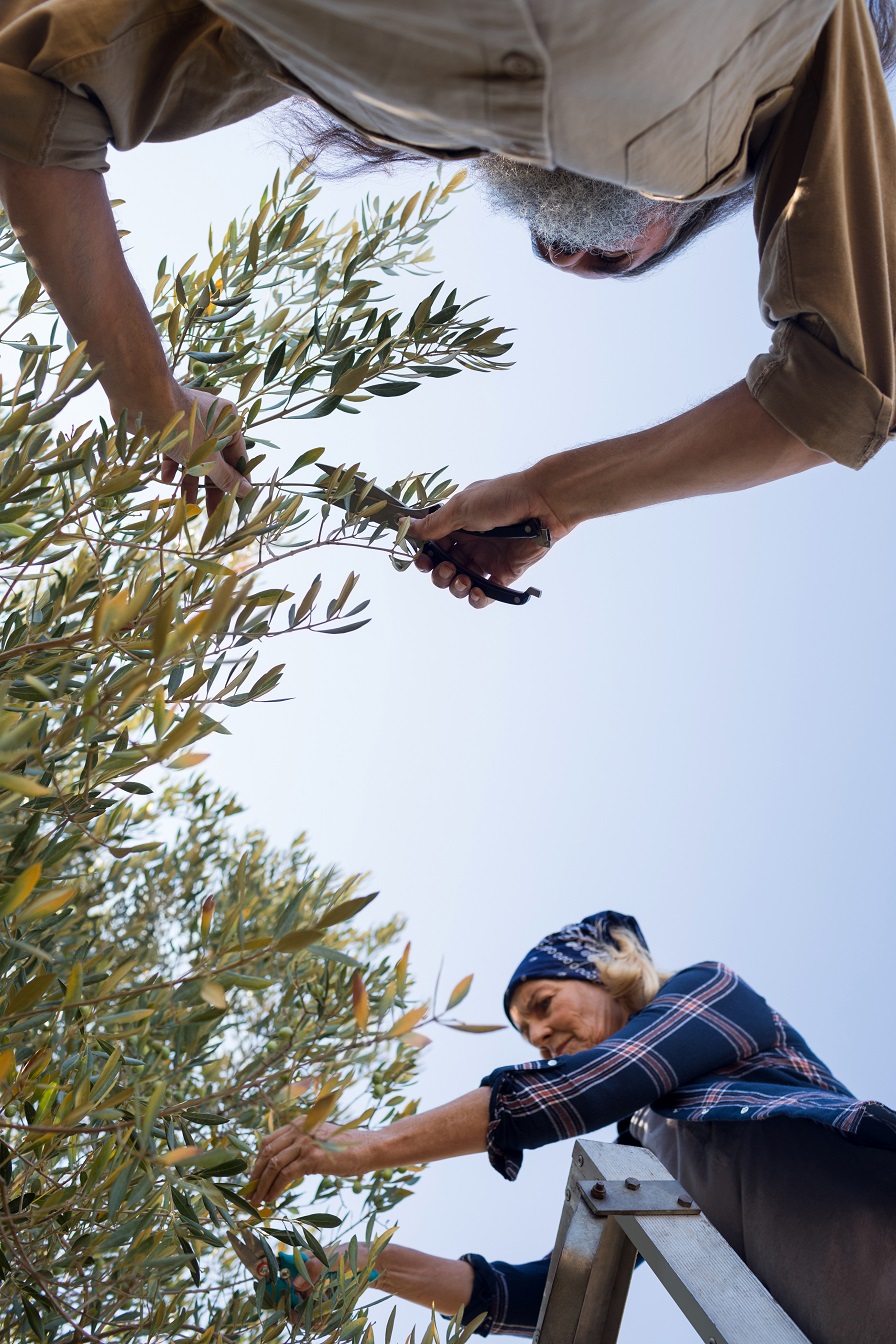 Tree Pruning Benefits | Trees Down Under