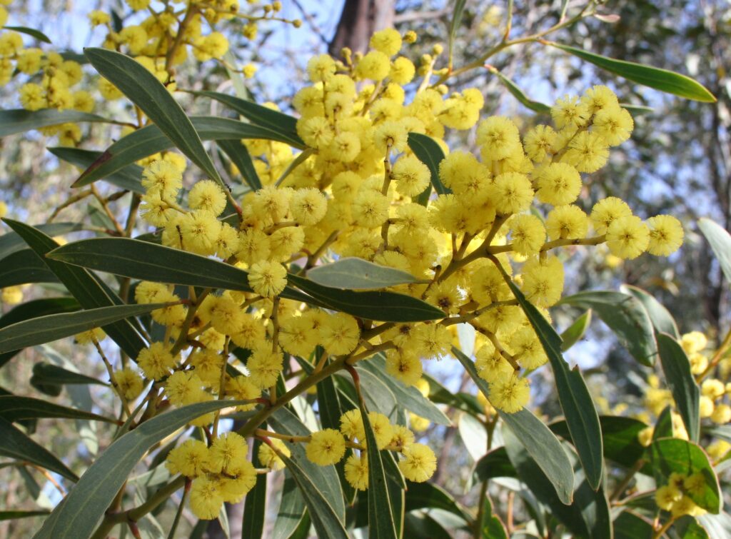 Golden Wattle (Acacia pycnantha)