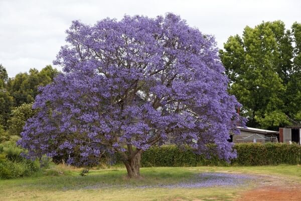 Jacaranda tree in bloom