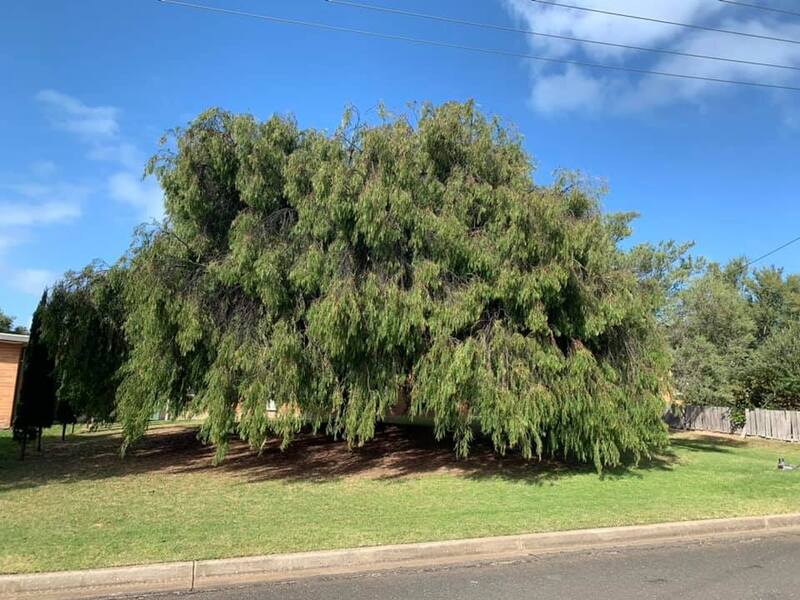 Peppermint (Agonis flexuosa)