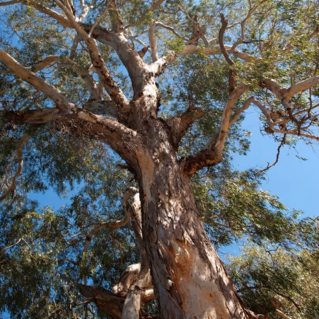 River Red Gum (Eucalyptus camaldulensis)