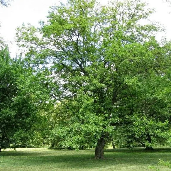 White Mulberry (Morus alba)