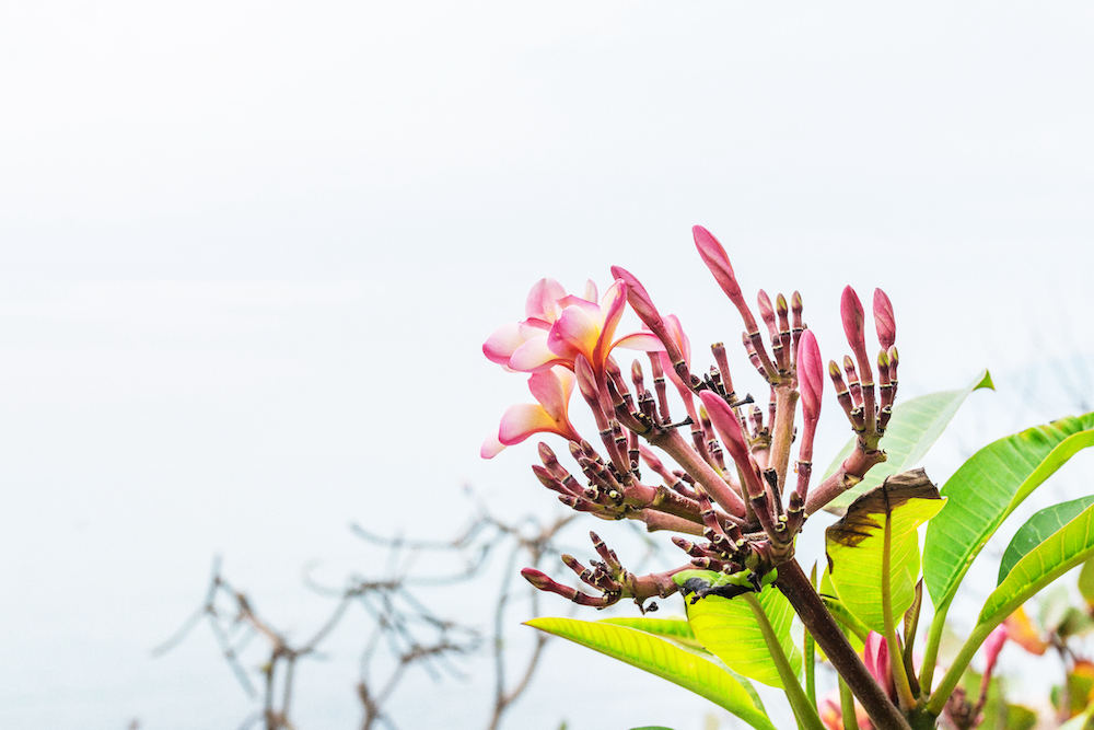 frangipani tropical flowers