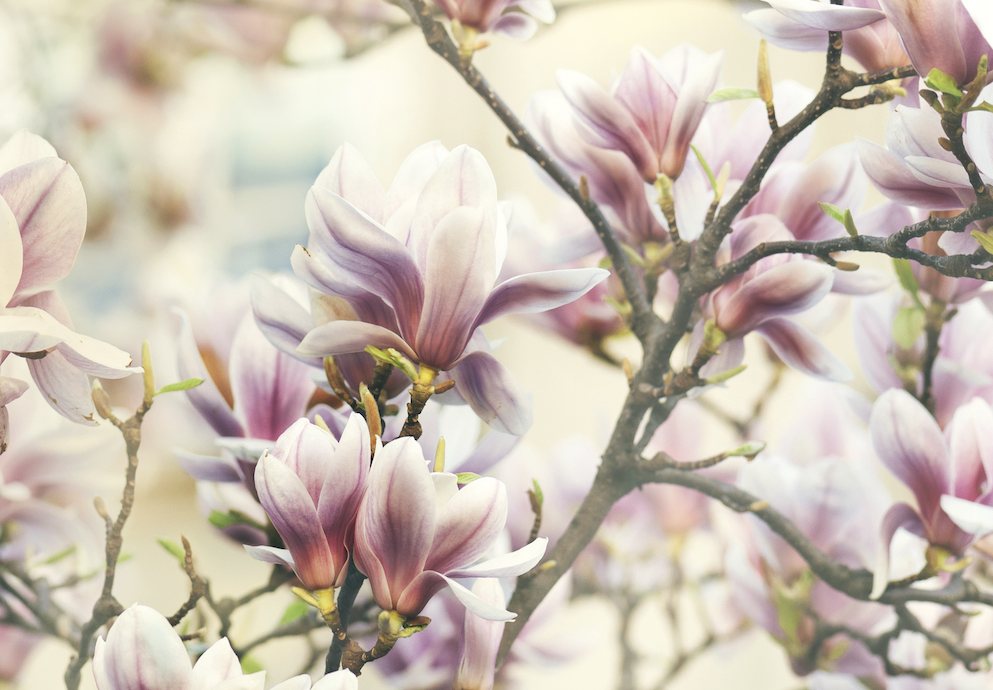 magnolia-sweetbay-tree