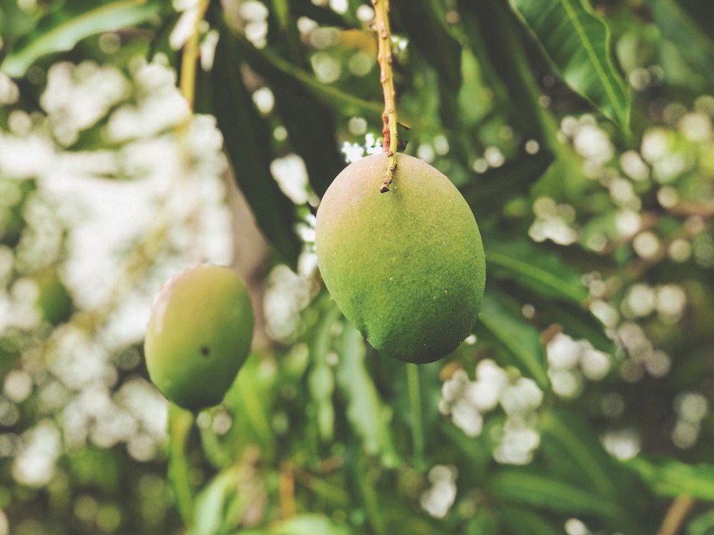 mangoes-hanging-from-tree