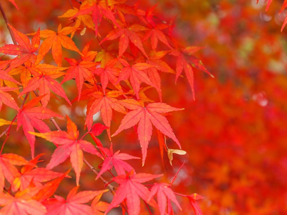 Red maple tree