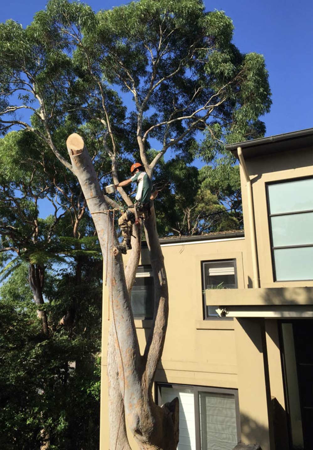 Benefits of Tree Removal Services