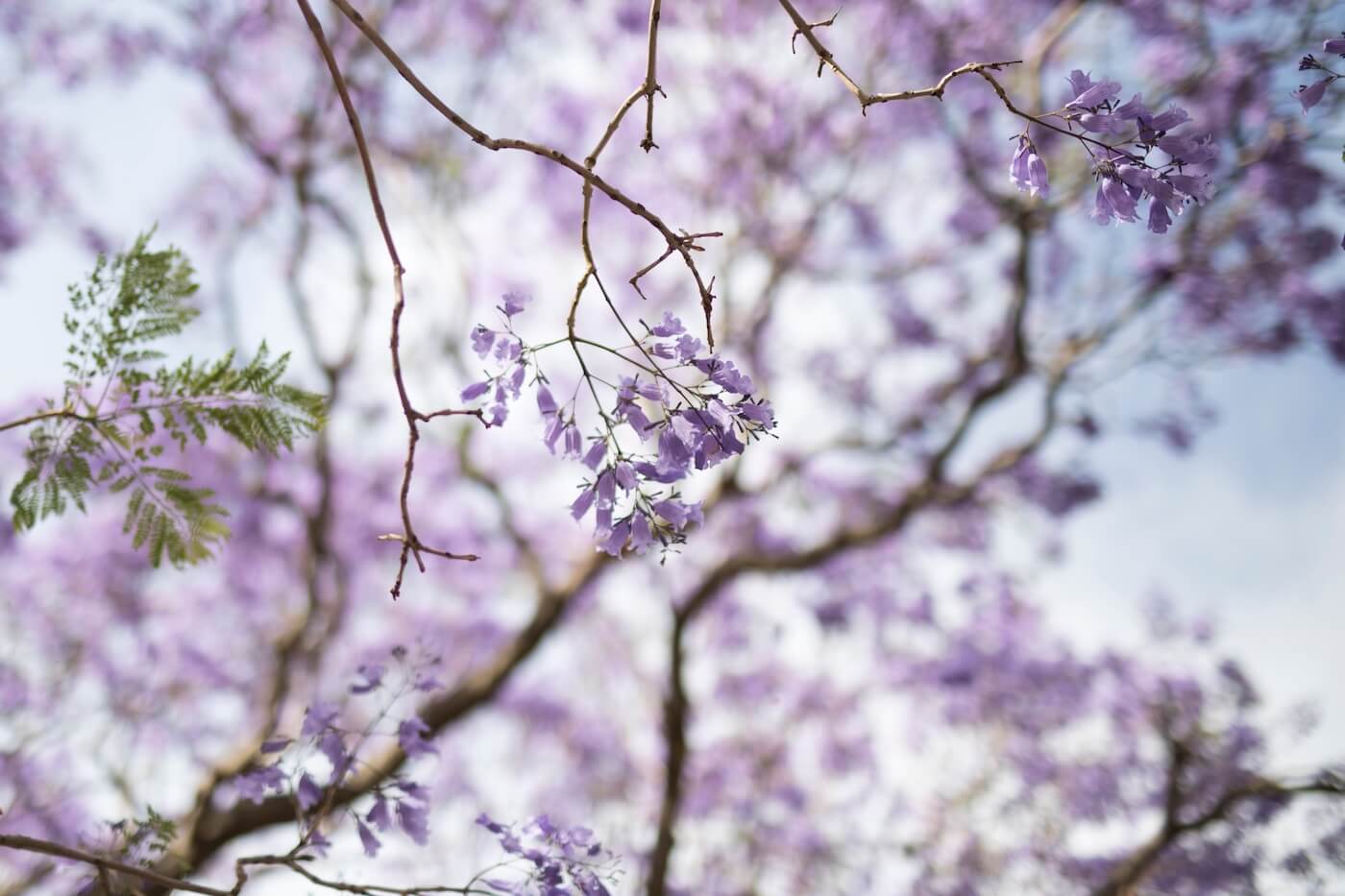 Jacaranda-Tree