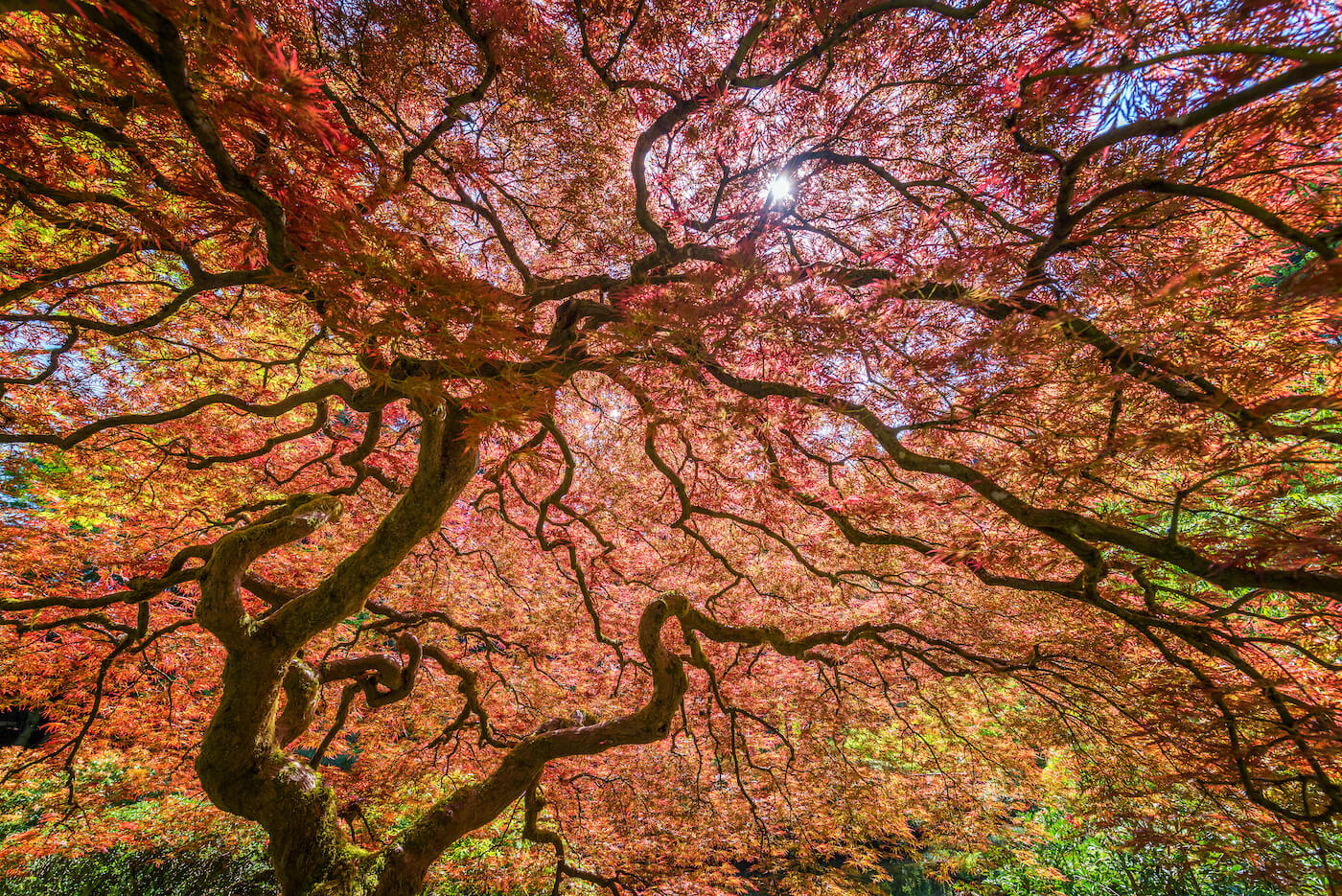 5 Non-Native Trees that Thrive in Sydney - Trees Down Under