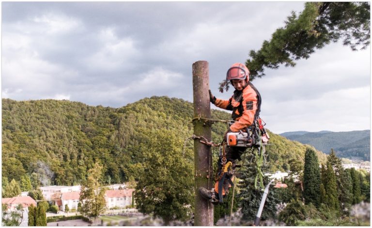 Level 5 Arborist