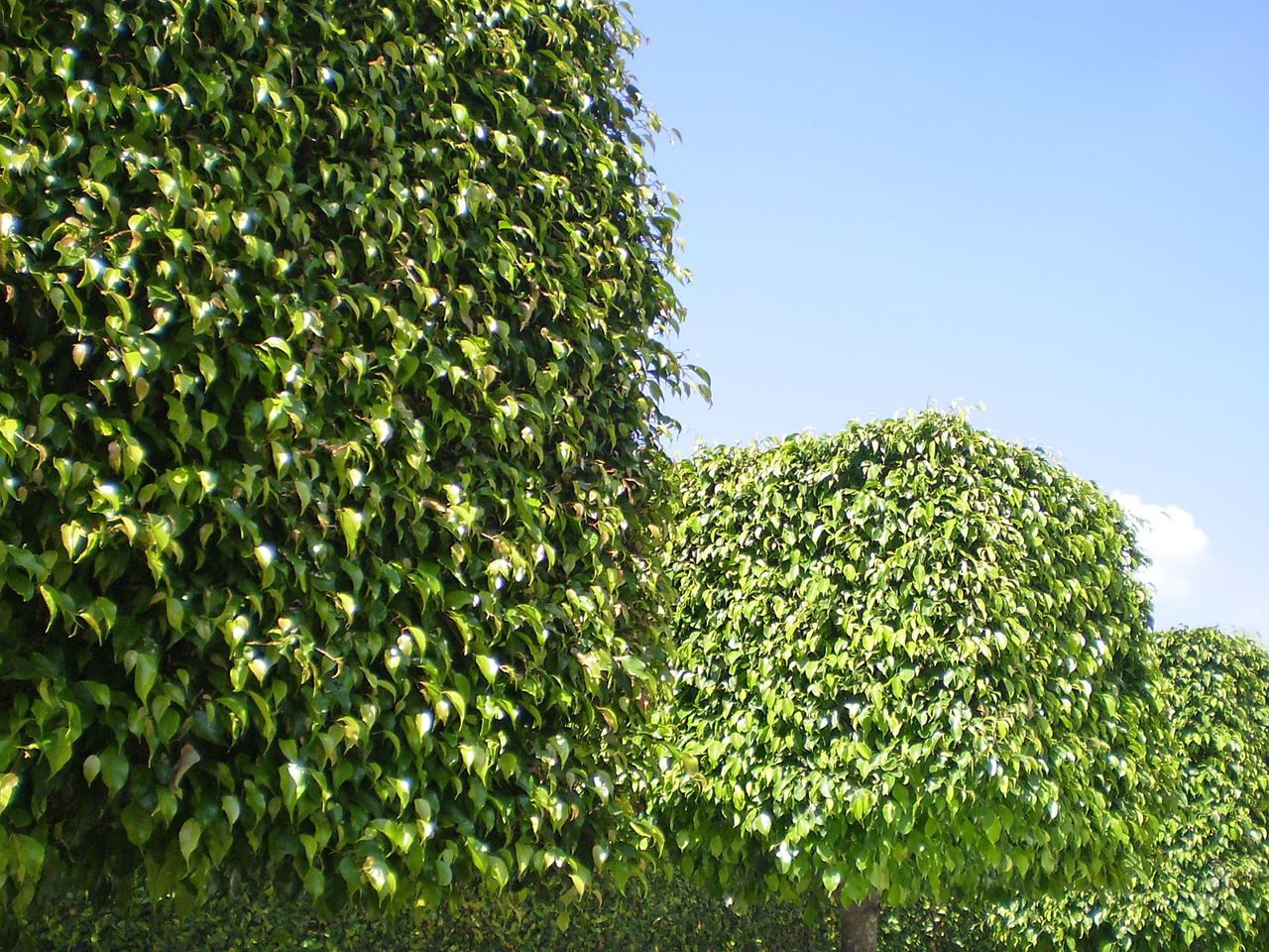 Hedge Trees Explained - Trees Down Under