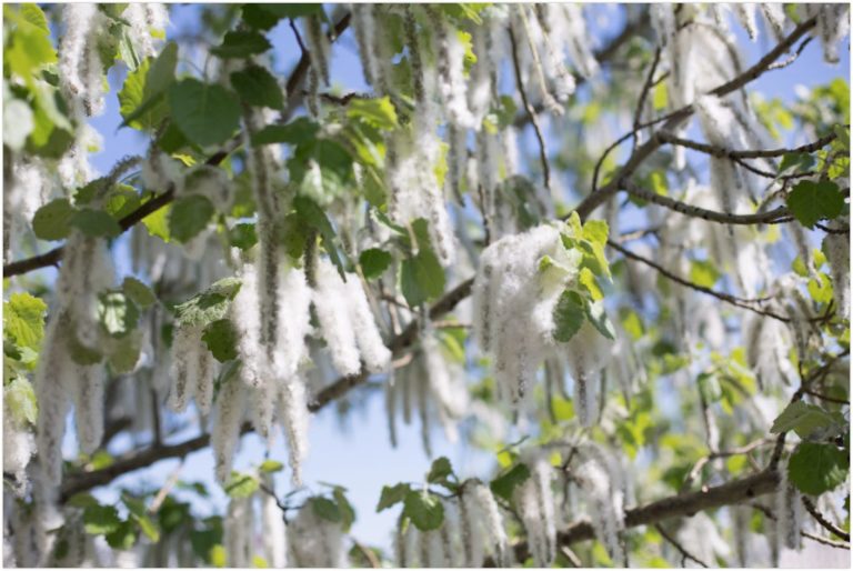 Trees You Should Never Plant in Sydney