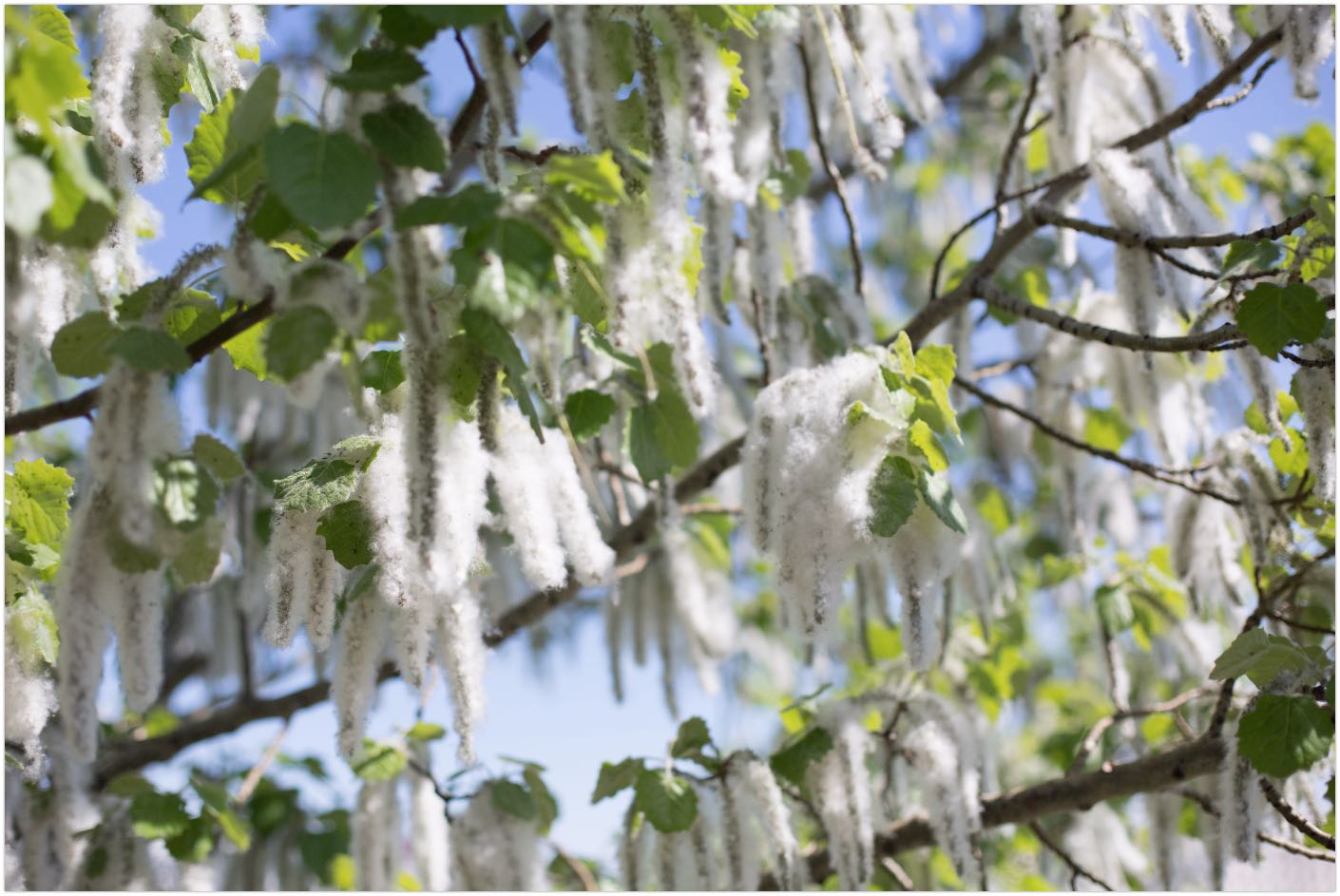 Trees You Should Never Plant in Sydney