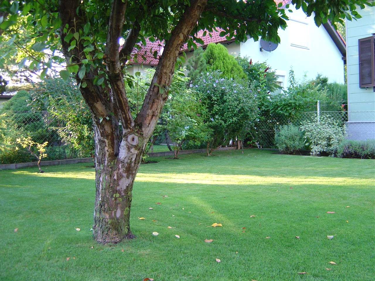 Tree on Garden