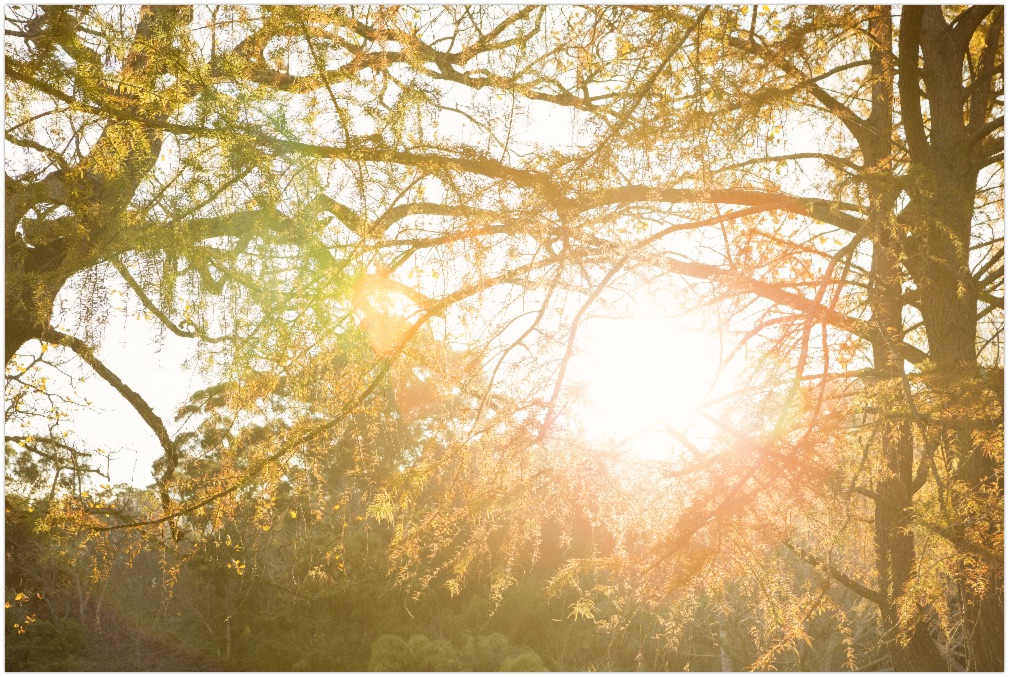 The Dangers of Widowmaker Trees Trees Down Under