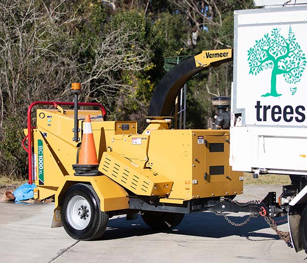 cheap tree removal sydney