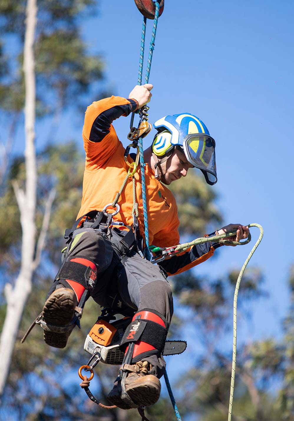 Sydney Arborist at work