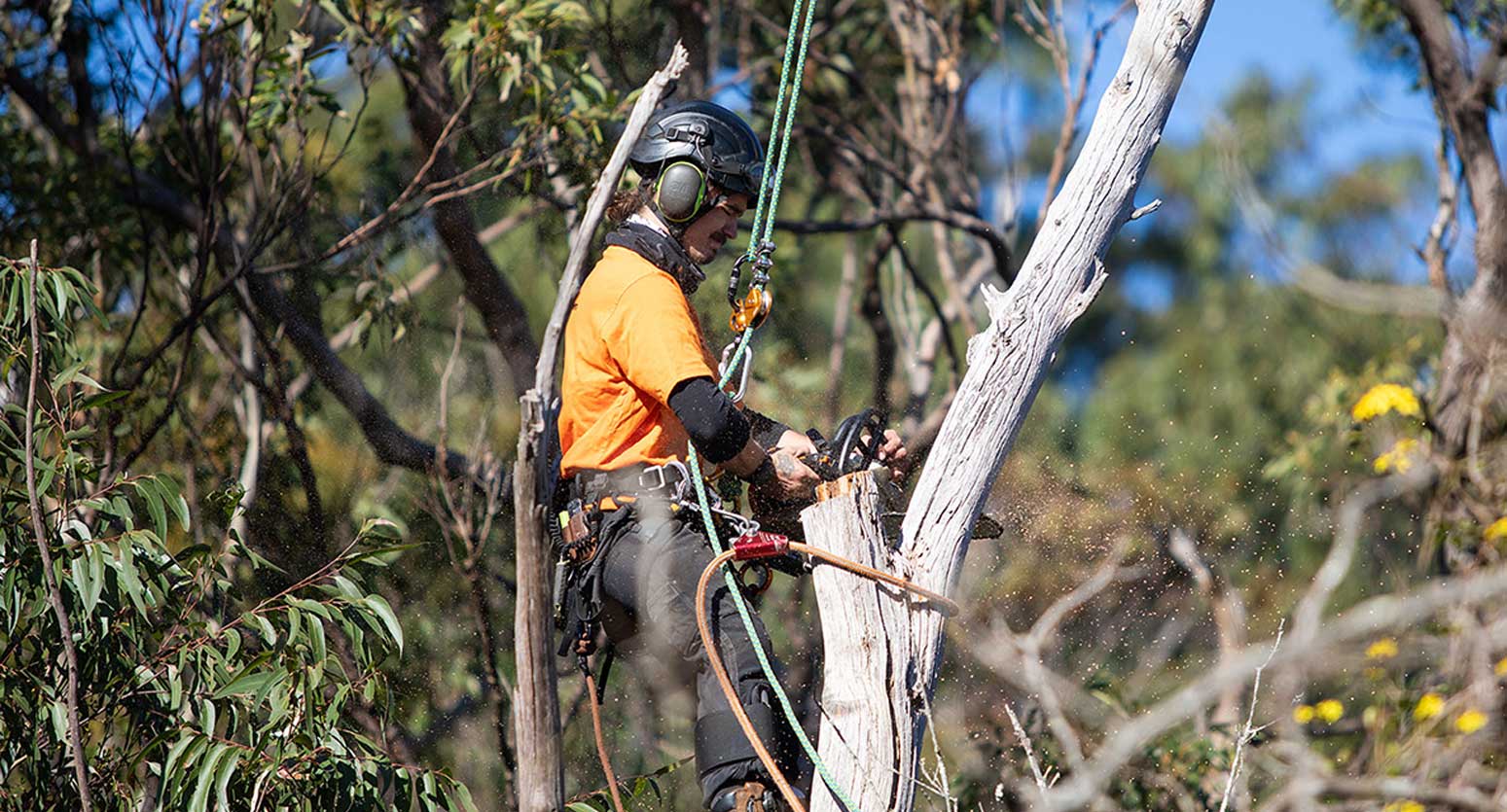 Tree Pruning