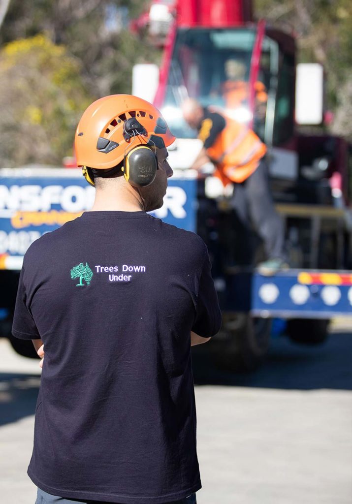 Sydney Aborist at Tree Removal Project