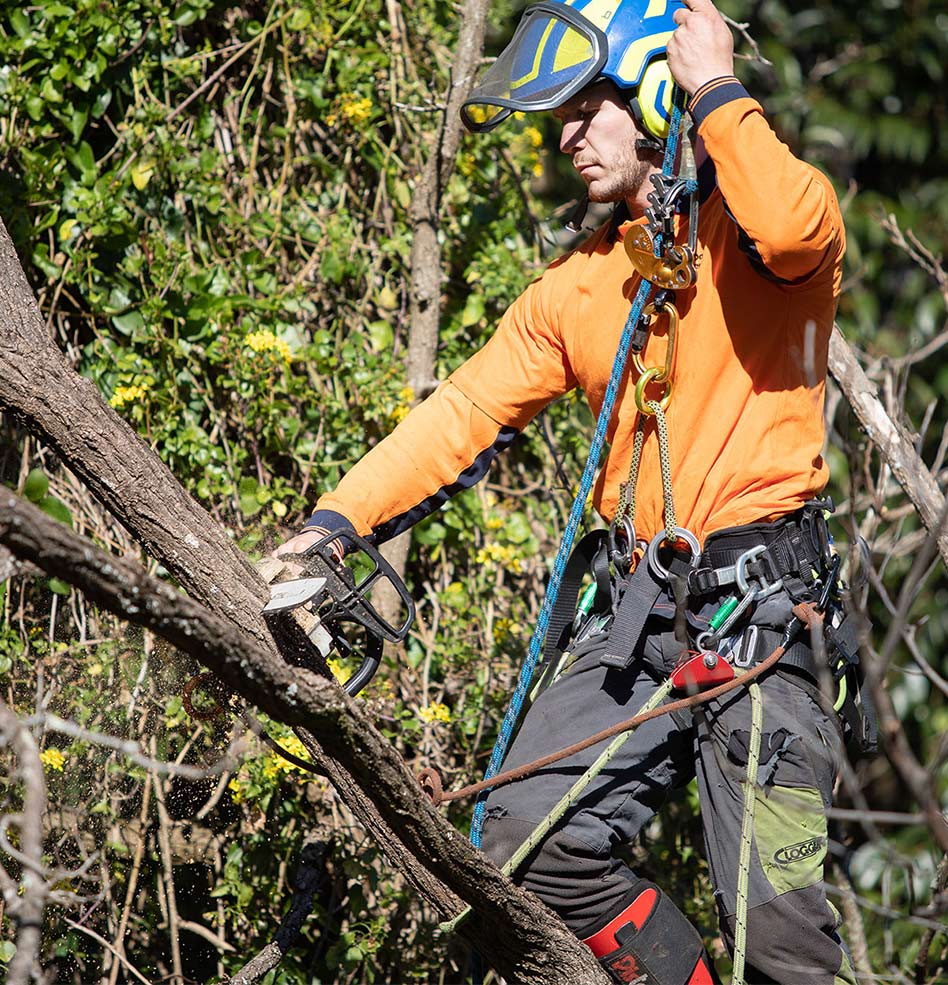 Tree Removal Sydney | Tree Lopping | Trees Down Under