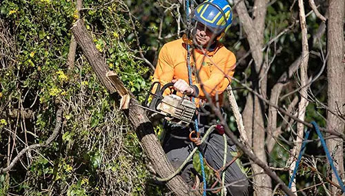 tree-removal-sydney