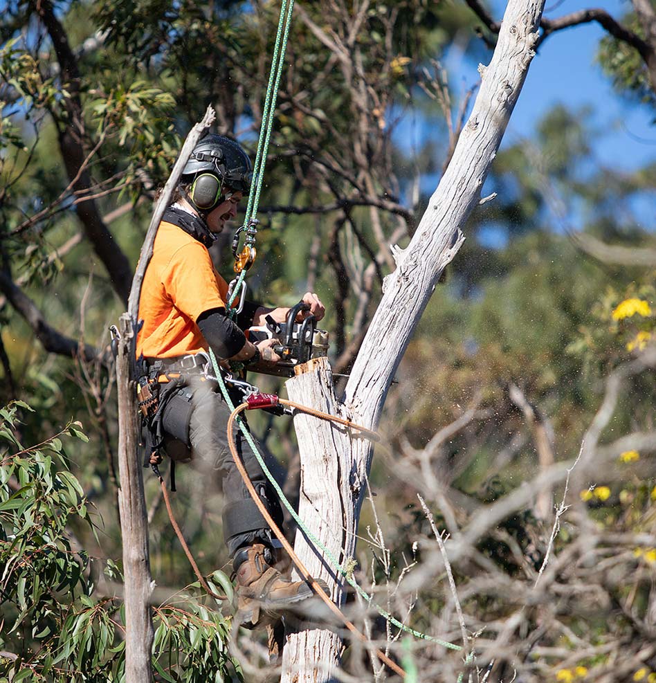 Tree Pruning Services