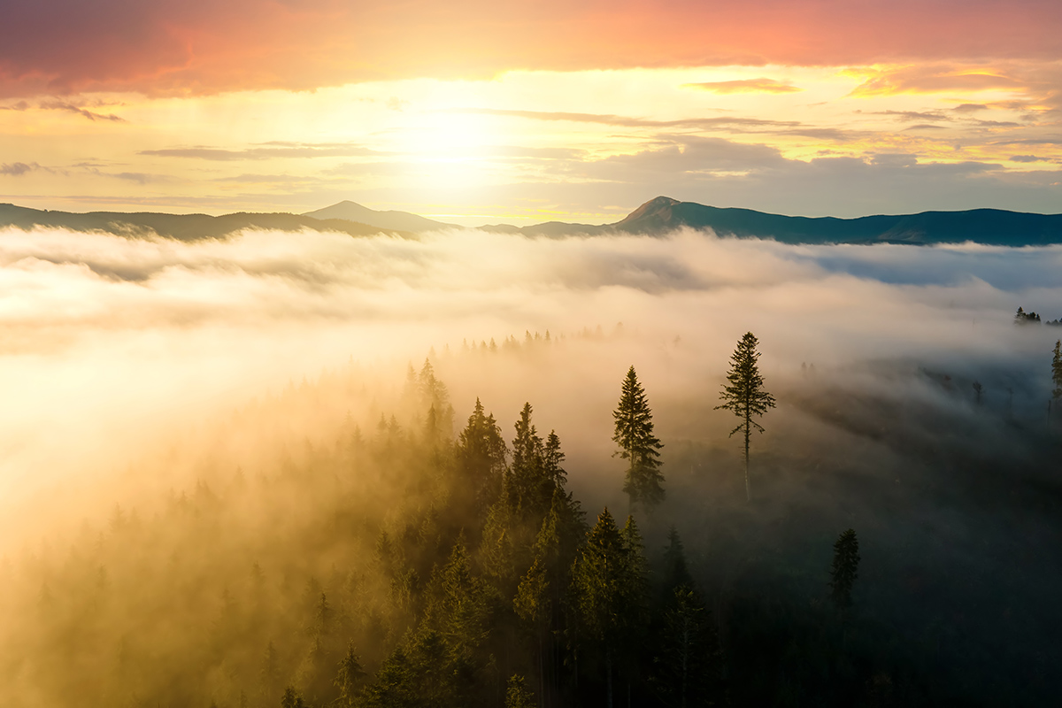 Natural light on trees