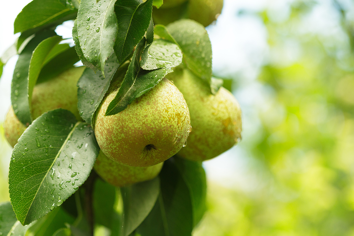 Pear fruit on the tree in the fruit garden