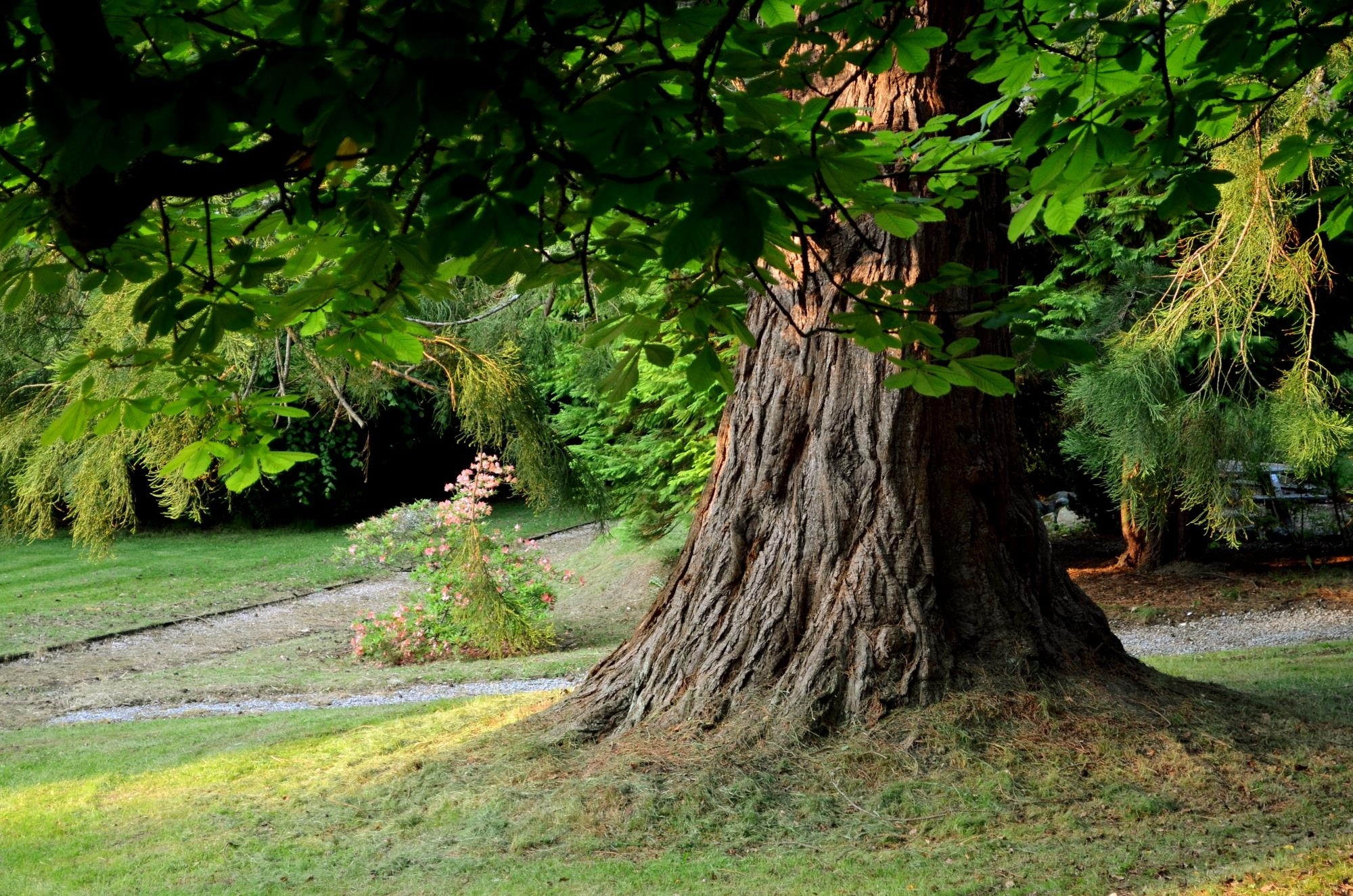 Tree base