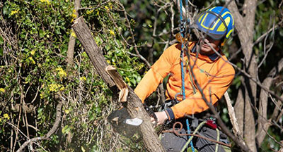 Tree pruning