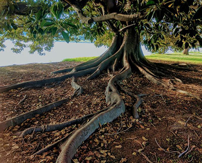 Overgrown tree roots