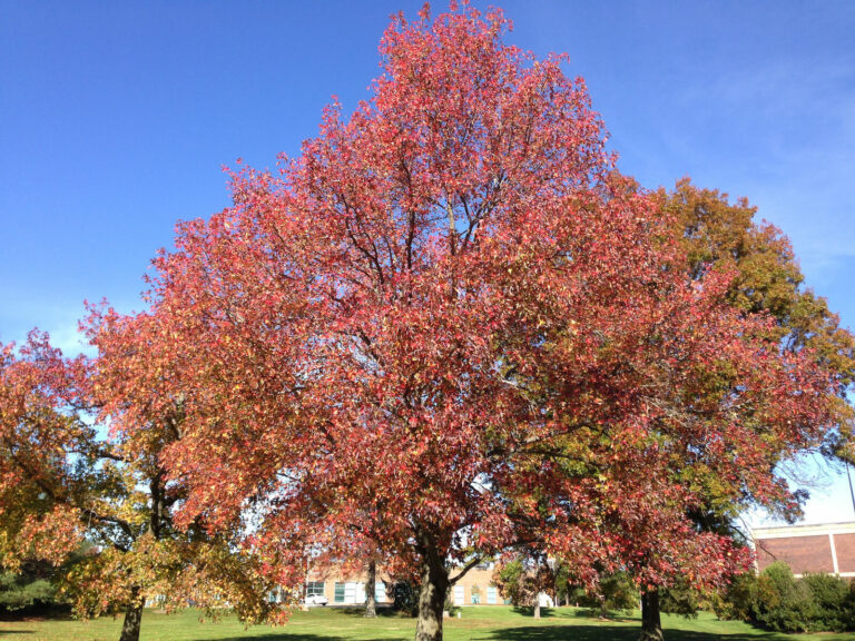Liquidambar tree