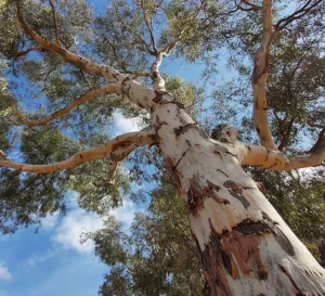 grey gum tree removal