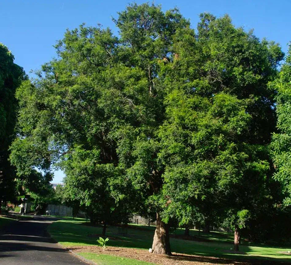 Lilly Pilly Tree Removal Sydney - Trees Down Under