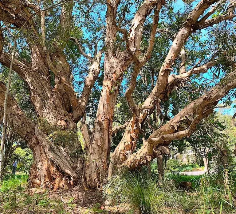Sydney Tree Removal