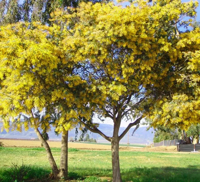 Bright yellow-green trees