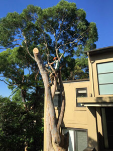 Tree removal at residential property