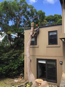 Tree removal near home