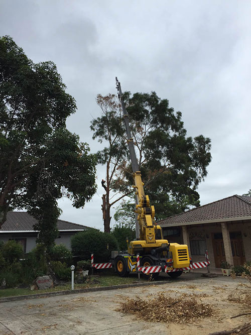 Crane Tree Removal