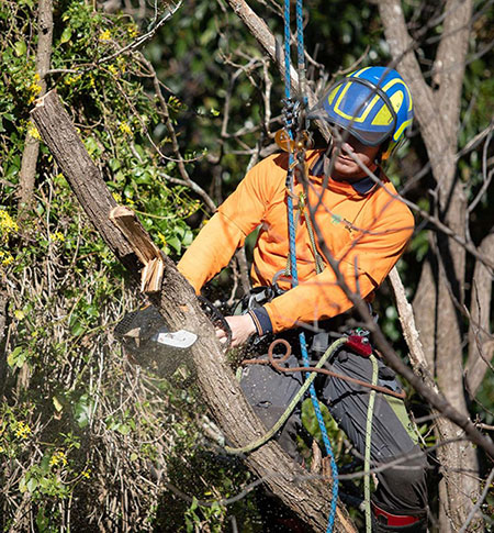 Tree Dismantling