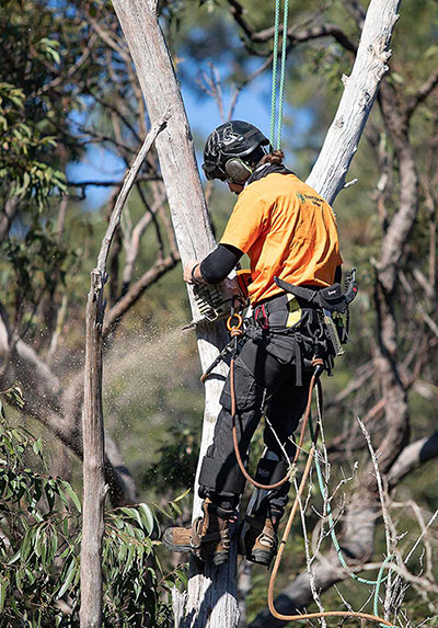 Tree Removal Sydney