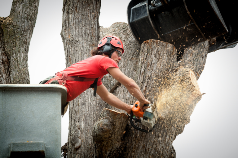 man cutting tree from an elevated machine