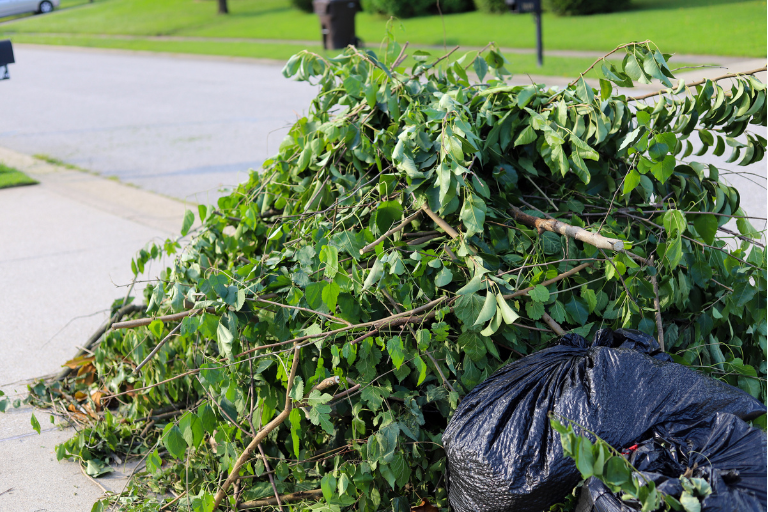 Large pile of branches with leaves ready for collection