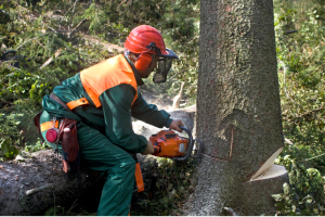 Man in safety gear removing a tree