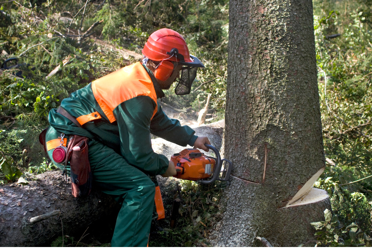 Man in safety gear removing a tree