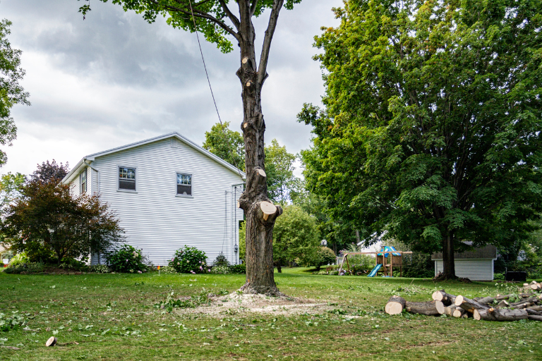 Large tree with cut branches in a suburban backyard