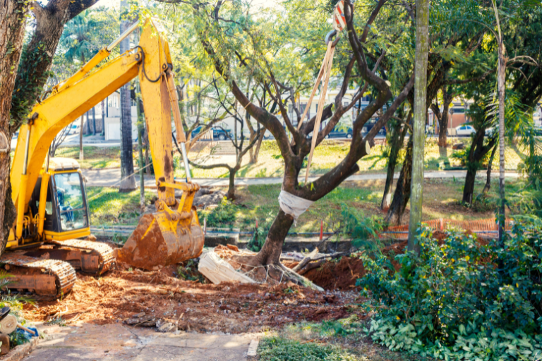 A crane preparing to remove a small tree in a park