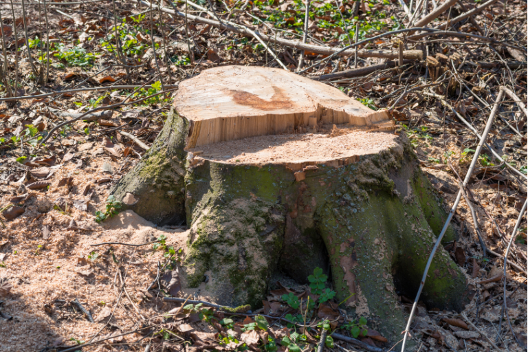 A large, cut-down down tree stump